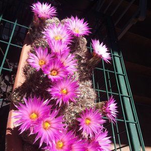 picture of pincushion cactus